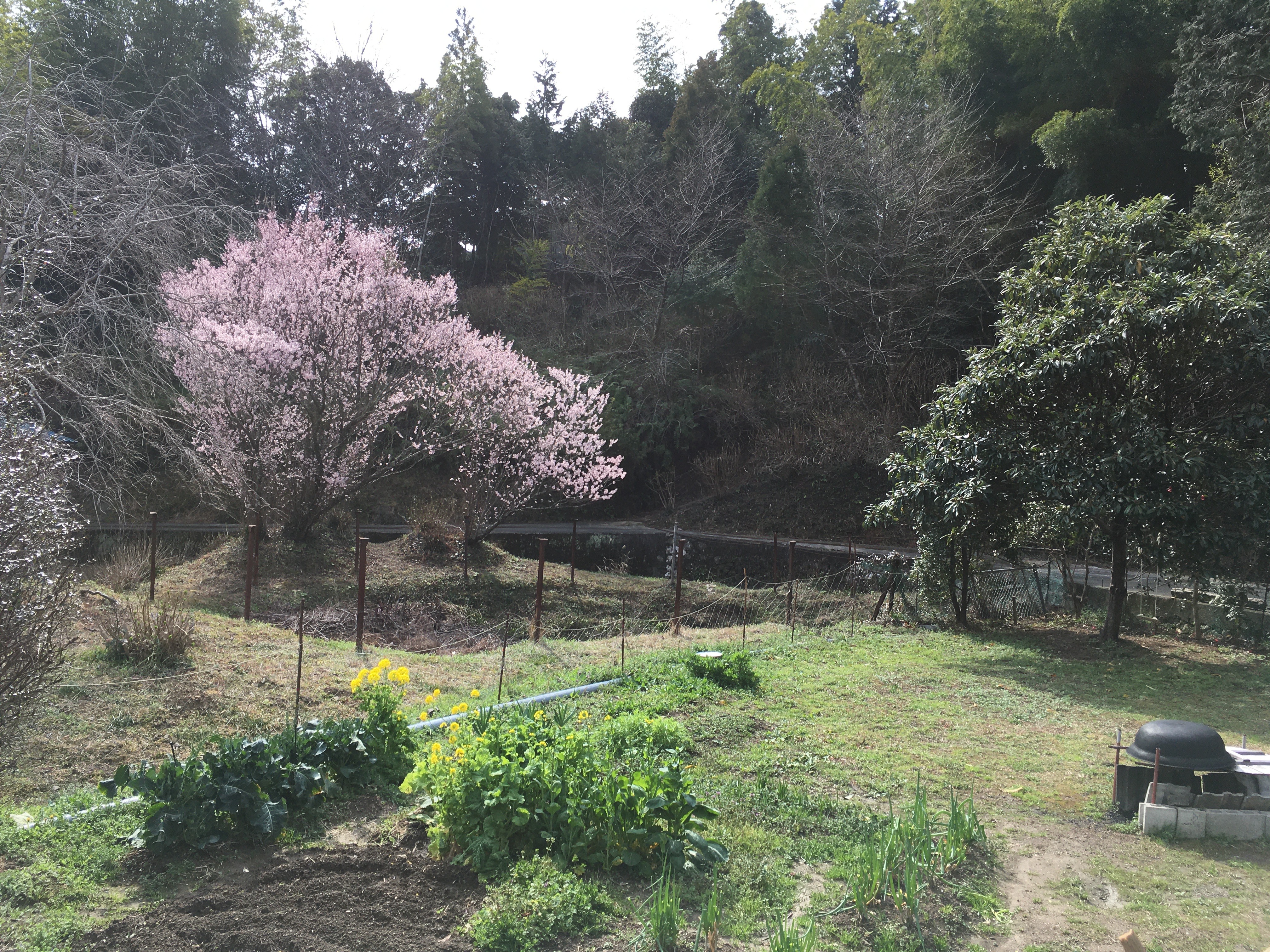 mitoso pp(ミトソプレイパーク)