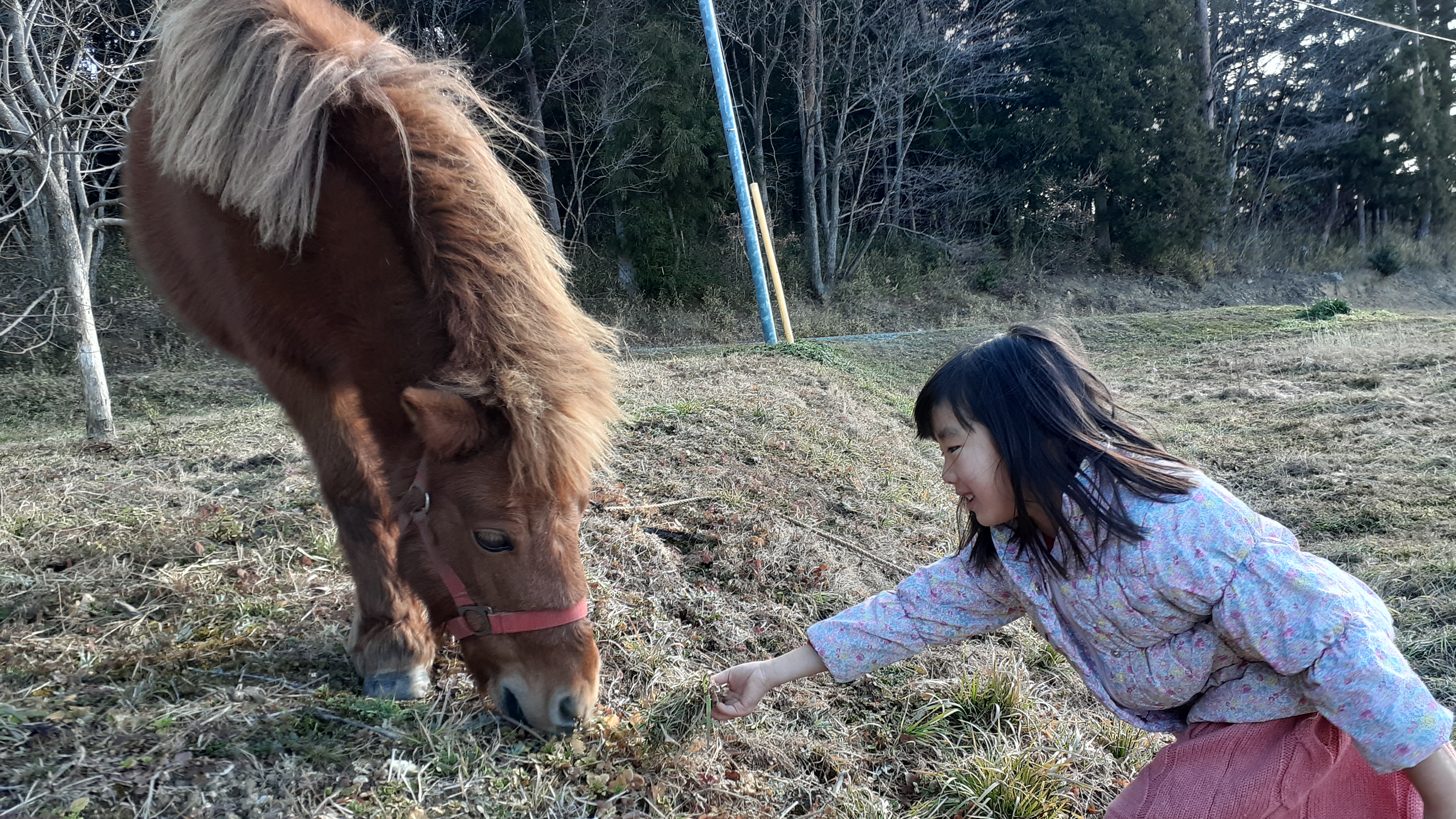 小高やどりぎ。